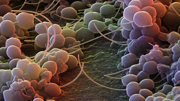 التعايش بين البكتيريا والإنسان Do