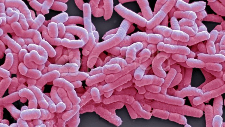 التعايش بين البكتيريا والإنسان Do
