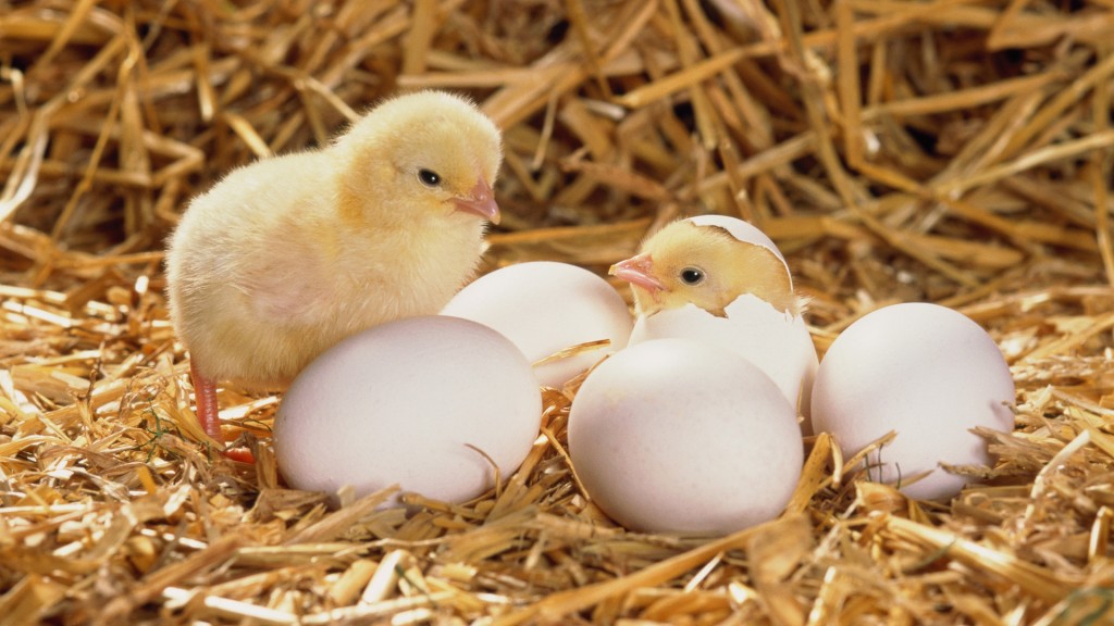 من كان أولا البيضة أم الدجاجة؟ Do