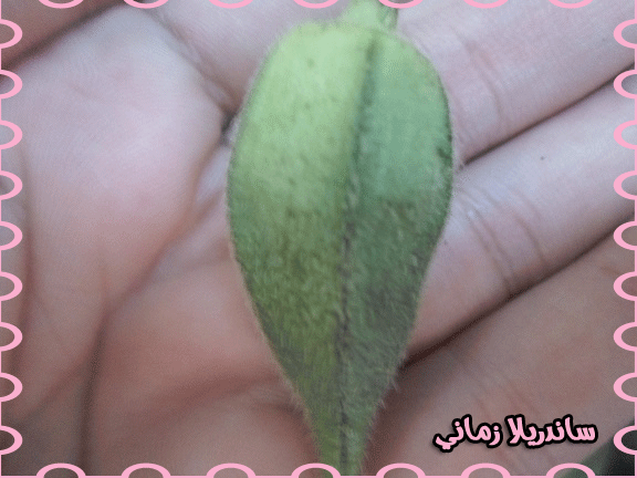القعدة